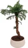 Zimmerpflanze Araucaria Cunninghsmii P25 Bonsai Produktbild-Vorschau 6