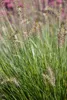Stauden Gänge 3 x Pennisetum alopecuroides 'Piglet' im 1 Produktbild-Vorschau 4
