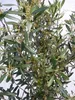 [Palmenlager] XXL Olivenbaum / Olea europea 200 cm Produktbild-Vorschau 4