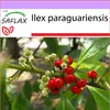 SAFLAX - Maté čajový krík - Ilex paraguariensis - 10 Semená Náhľad obrázku produktu 9