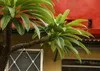 SAFLAX - Madagascar - Palme - Pachypodium lamerei - 10 Produktbild-Vorschau 5