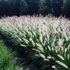 Stauden Gänge 1 x Pennisetum alopecuroides 'Foxtrot' im 1 Produktbild-Vorschau 2