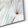 DEQORI Glasbild Echtglas 50x50 cm 'Löwenzahnsamen nah' Produktbild-Vorschau 5