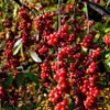A close-up view of branches laden with bright red berries, with some green leaves visible. Anteprima dell’immagine prodotto