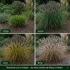 Stauden Gänge 1 x Pennisetum alopecuroides 'Black Beauty' Produktbild-Vorschau 8