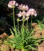 A potted Agapanthus plant with pink and white flowers is shown outdoors, surrounded by soil and other plants. Produktbild-Vorschau