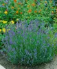 Lavandula angustifolia 'Munstead', Lavendel, violett, ca. Produktbild-Vorschau 12