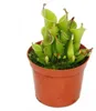 Plante carnivore - Heliamphora - Pot de 9 cm - Pièce rare Voir les images du produit 1