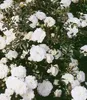 BALDUR Garten 3x Rose Sea Foam, Pflanzen im 9x9 cm-Topf, Produktbild-Vorschau 2