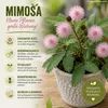 Pflanzensamen, Echte Mimose Produktbild-Vorschau 5