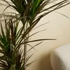 Bloomique - Dracaena Marginata - Dragonnier - Plantes Voir les images du produit 4
