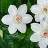 Bloomique - 2er-Set - Clematis Miss Bateman - Waldrebe - Produktbild-Vorschau 3