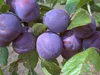 Zwetsche 'Wangenheims Frühzwetsche' Produktbild-Vorschau 1