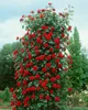 Rosa 'Santana', Kletterrose, leuchtend rot, 5-7,5 Liter Produktbild-Vorschau 2