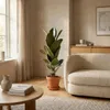 Bloomique - Ficus Elastica Robusta - Drzewo kauczukowe - Podgląd zdjęcia produktu 3