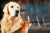 SMI 2 Stück Hundehaarschere 6,5 Zoll - Haustierschere, Produktbild-Vorschau 4