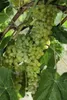 Vitis vinifera 'Lakemont', Weinrebe, kernlos, 80–100 cm Produktbild-Vorschau 5