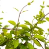 Caprifoglio Aureoreticulata giapponese 2L Anteprima dell’immagine prodotto 5