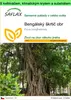 SAFLAX Garden to go - Bengálský škrtič obr - Ficus Náhled obrázku produktu 1