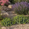3 x Euphorbia myrsinites (Walzen Wolfsmilch)  - Stauden Produktbild-Vorschau 5