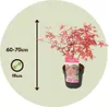 Klon japoński - Acer palmatum 'Beni Maiko' - Wysokość Podgląd zdjęcia produktu 2