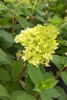Hydrangea paniculata 'Skyfall', Rispenhortensie, weiß, ca. Produktbild-Vorschau 8