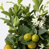 A close-up view of a citrus tree with green leaves, white flowers, and small green and yellow fruits. Podgląd zdjęcia produktu