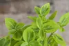 A close-up shot of a plant with variegated green and yellow leaves. Produktbild-Vorschau