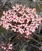 Schwarz roter Holunder Sambucus nigra - Black Lace - 30 - Produktbild-Vorschau 1