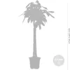 Bloomique - Pachira Aquatica - Glückskastanie - Produktbild-Vorschau 5