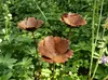 3er Set Rost Gartenstecker Mohn offen Metall Gartendeko Produktbild-Vorschau 2