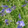 6 kusů rostlin Storchschnabel (Geranium) odrůdy 'Brookside' Náhled obrázku produktu 1