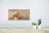 MuchoWow® Poster Muschel - Meer - Himmel 40x20 cm - Poster Produktbild-Vorschau 5