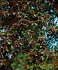 Sorbus intermedia, Mehlbeere, 80–100 cm Produktbild-Vorschau 2