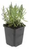 Levandule - Lavandula angustifolia 'Munstead' - Levandule Náhled obrázku produktu 5