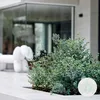 Eucalyptus gunnii - Mostgummi-Baum - Strauch - Immergrün - Produktbild-Vorschau 2