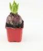 A hyacinth bulb with green shoots emerging from it, planted in a red pot. Produktbild-Vorschau