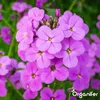 Wildblumenmischung Biodiversität 2 kg = 1000 m² – 62 Arten Produktbild-Vorschau 11