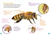 WAS IST WAS Erstes Lesen. Bienen Produktbild-Vorschau 2