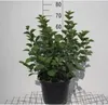Philadelphus coronarius - Záhradný jazmín 60- 80 cm - Náhľad obrázku produktu 1