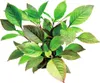Kirschblatt Wasserfreund Hygrophila corymbosa Produktbild-Vorschau 2