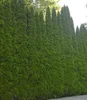 BALDUR Garten 1er Lebensbaum-Hecke 'Smaragd' 40-60cm hoch, Produktbild-Vorschau 1