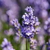 3er Set - Lavandula Angustifolia Ardèche - Lavendel Pflanze Produktbild-Vorschau 4