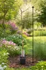 Wisteria ‘Issai’ 180–200 cm – Winterharter Blauregen, Produktbild-Vorschau 3