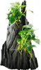 Wurzel mit Speerblatt - Anubias spp. Hills ca. 14 x 8 x 24 Produktbild-Vorschau 2