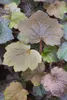 Purpurglöckchen Palace Purple, im Topf - Heuchera Produktbild-Vorschau 6