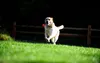 A yellow Labrador dog is running in a grassy field with a red ball in its mouth. A wooden fence is visible in the background. Produktbild-Vorschau
