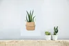 MuchoWow® Poster Pflanze - Aloe Vera - Blumentopf 20x30 cm Produktbild-Vorschau 5