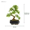 Drzewko Bonsai z Ceramiczną Doniczką - Wiąz Chiński - Ok. Podgląd zdjęcia produktu 2
