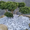 Zierkies Silver 2–4 cm 5 kg – Grauer Naturstein für Garten Produktbild-Vorschau 5